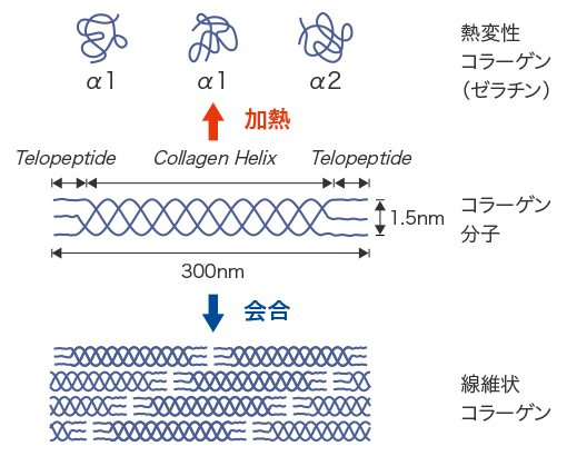 03 ゼラチンの原料 ゼラチン研究室 Web研究所 新田ゼラチン株式会社