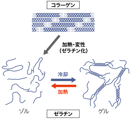 ゾル ゲル 違い