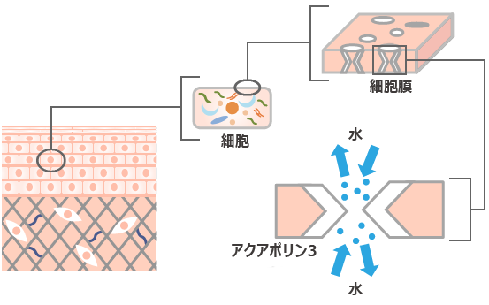 03 皮膚 メカニズム1 03 皮膚 ペプチド研究室 web研究所 新田ゼラチン株式会社